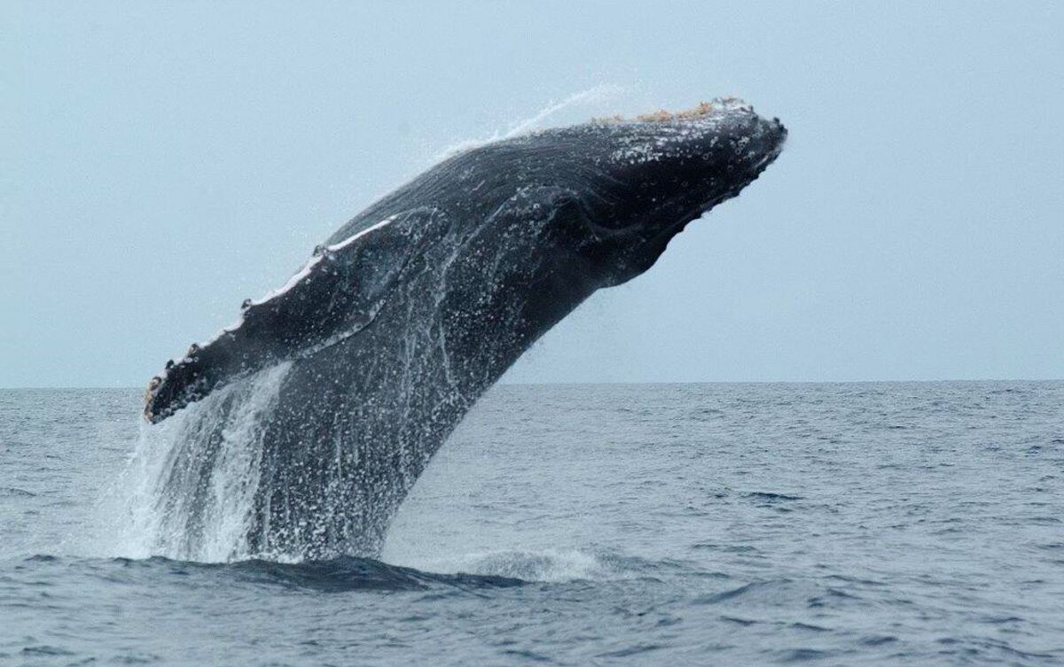 Humpback Whales Move North. Warm Oceans May Be the Cause - Bloomberg