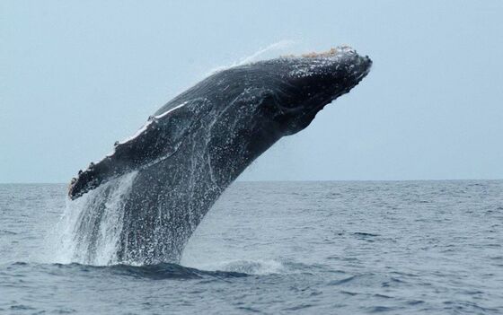Humpback Whales Move North. Warm Oceans May Be the Cause