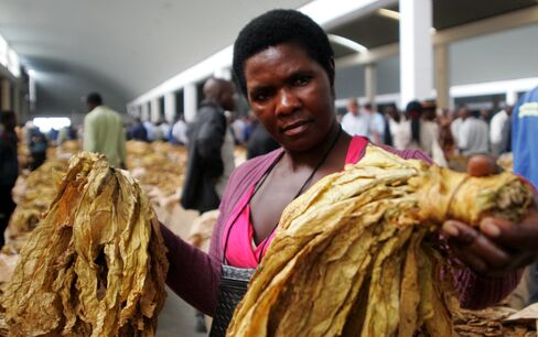 Zimbabwe’s New Tobacco Farmers Winners of Mugabe Land Grab