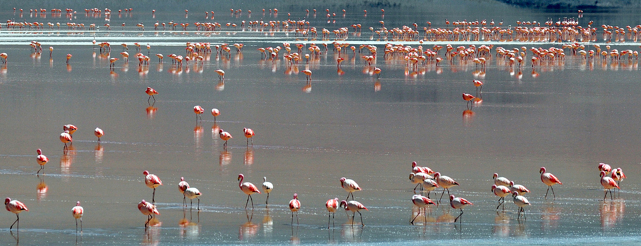 A flock of flamingos are seen wading in Laguna Colorada located within the Eduardo Abaroa Andean National Fauna Reserve in the highlands of San Luis, near the border with Chile, in the Uyuni salt flats, Bolivia. The Uyuni salt flats are estimated to contain 10 billion tons of salt - of which 25,000 tons are extracted every year - as well as 100 million tons of lithium, making it one of the largest global reserves of this mineral, according to state officials at the Bolivian Mining Corporation (COMIBOL).
