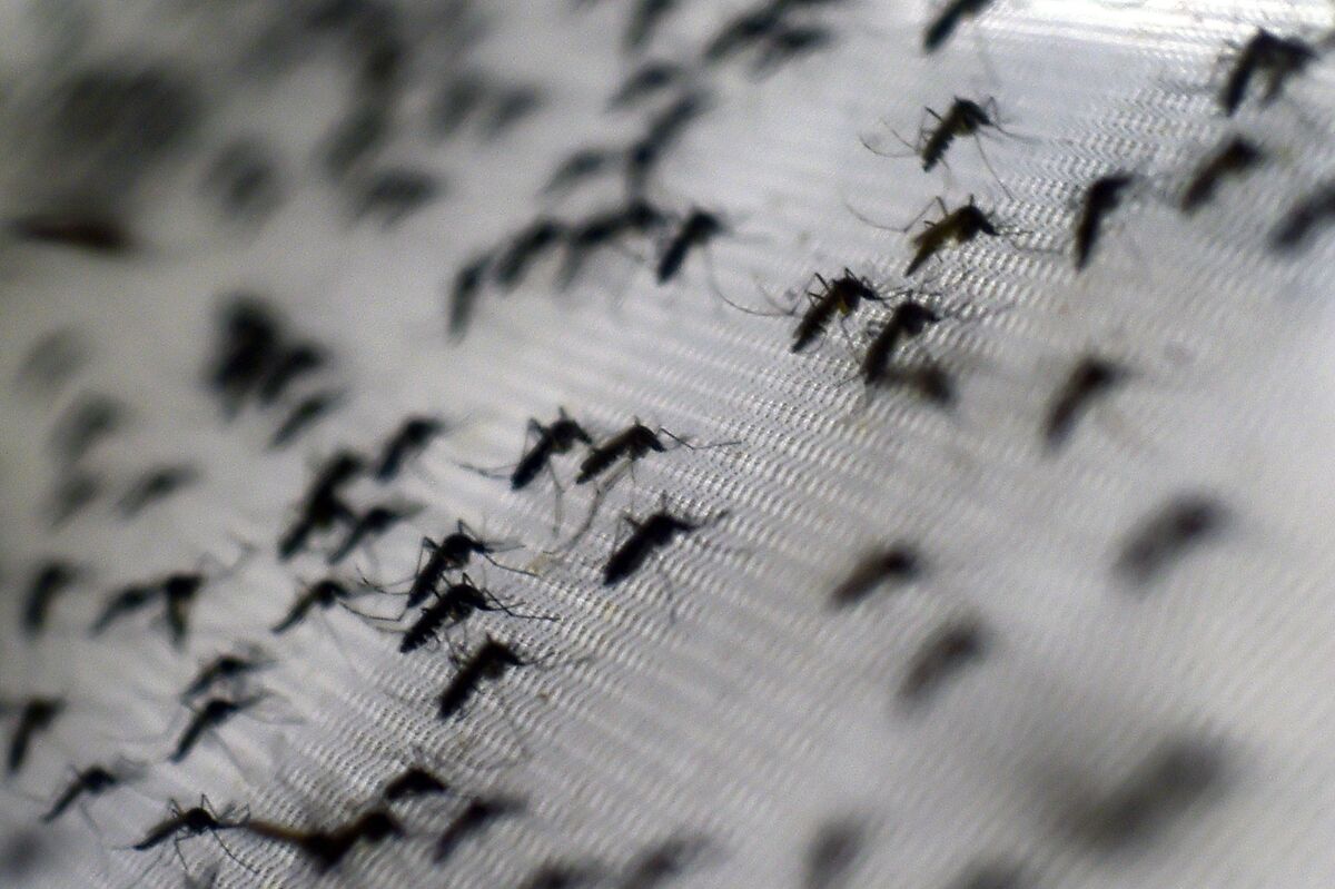 World's First Dengue Vaccine Approved After 20 Years of Research ...