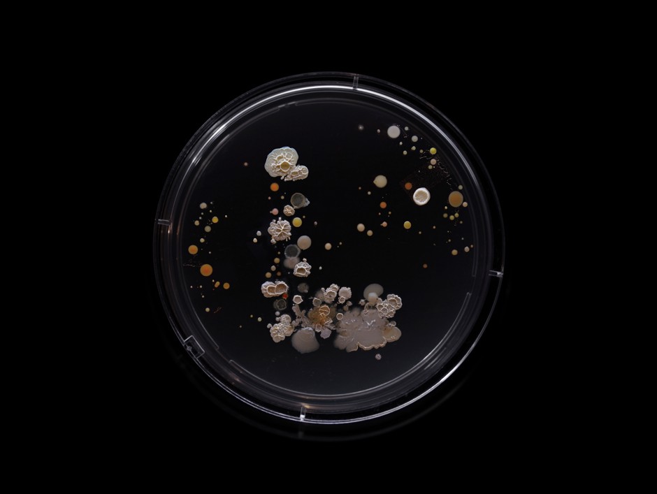 A portrait of some of the bacteria found on a New York City L train.