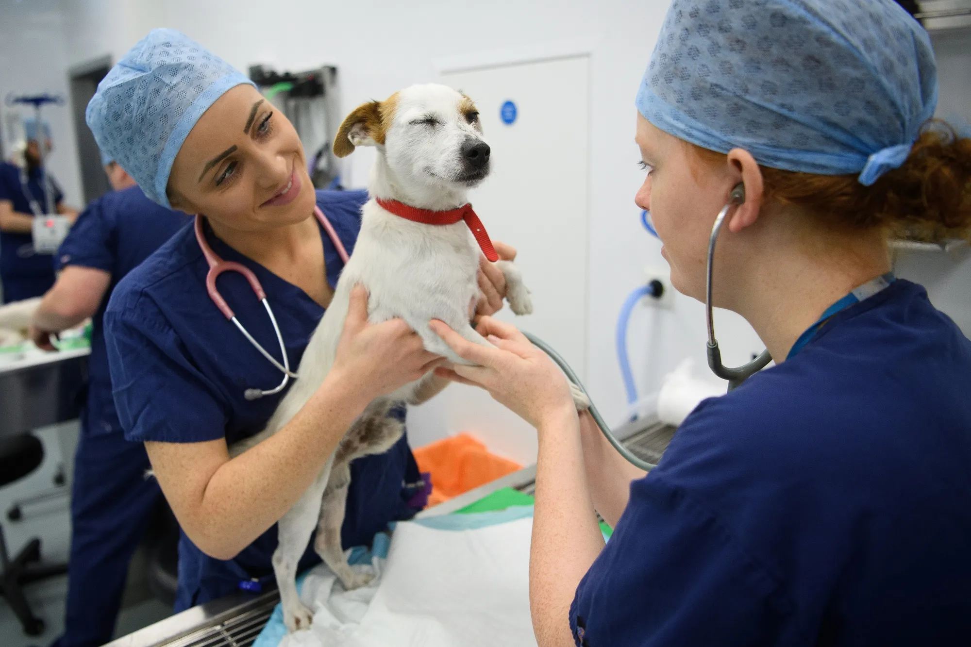 The cost of veterinary care has risen much faster than the overall inflation rate.