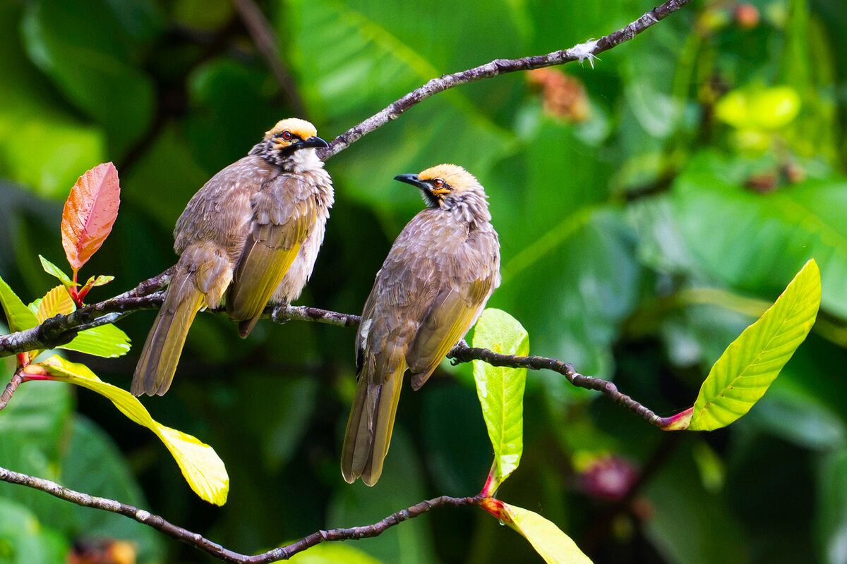 bloomberg.com - Srinidhi Ragavendran - Rare Public Friction Tests Singapore's 'City in Nature' Vision