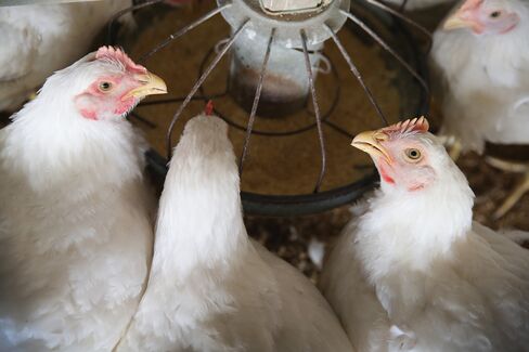 U.S. Bird Flu Outbreak