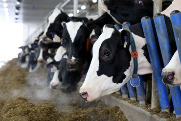 Trump Says He May Hit Canada With Dairy, Lumber Tariffs Soon