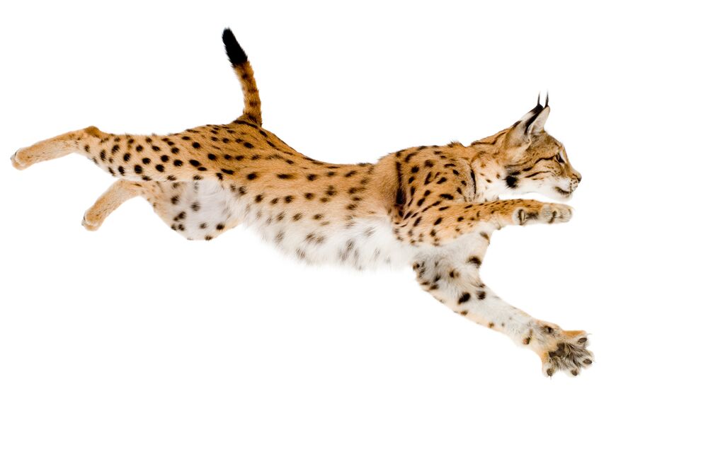FIN_LYNX_01_CMS