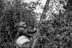 Trump’s Tariffs Couldn’t Save the California Olive Industry