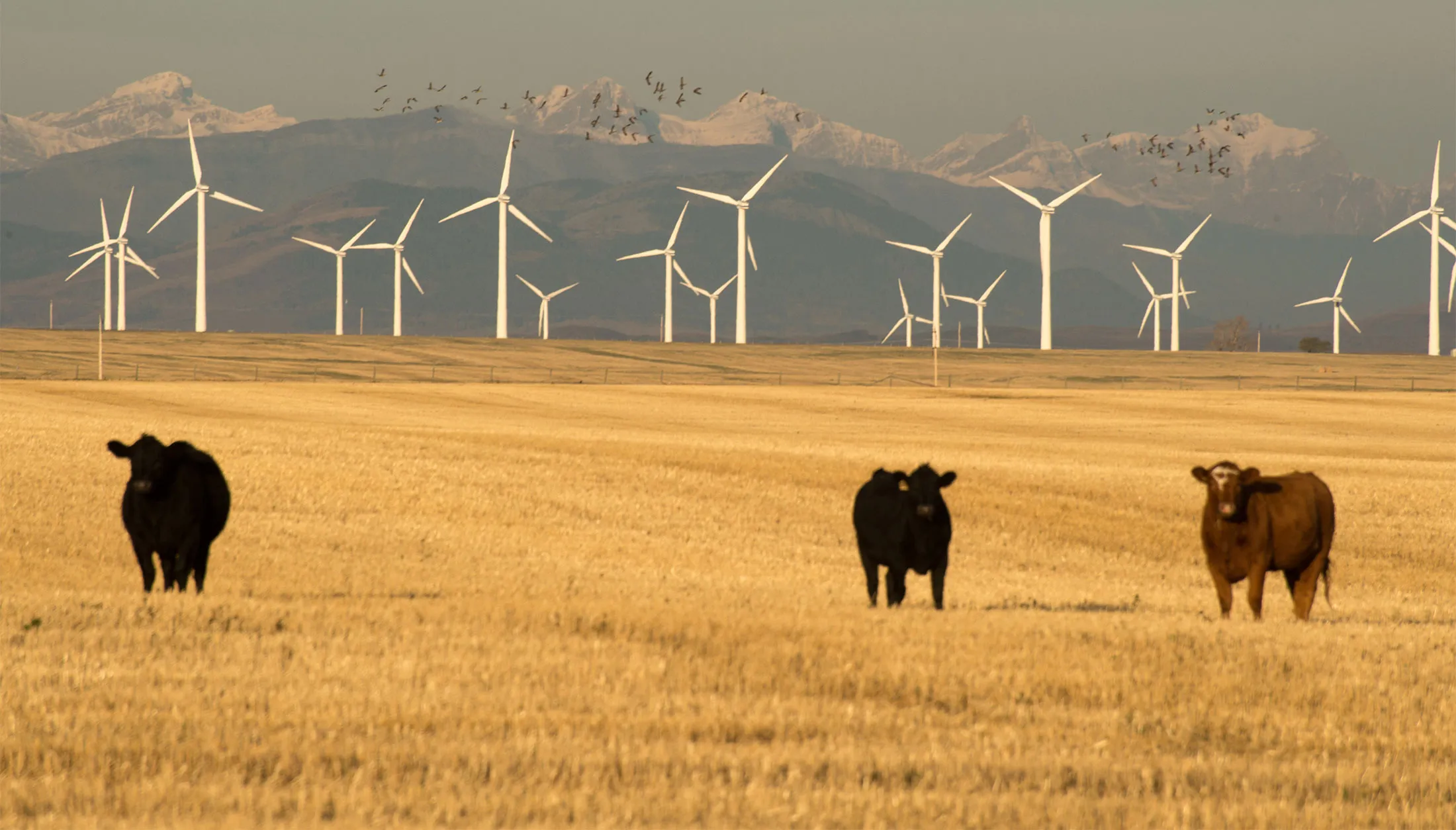 Wind turbines&nbsp;operate at Cowley Ridge Wind Facility in Pincher Creek, Alberta, Canada Oct 15, 2013.&nbsp;