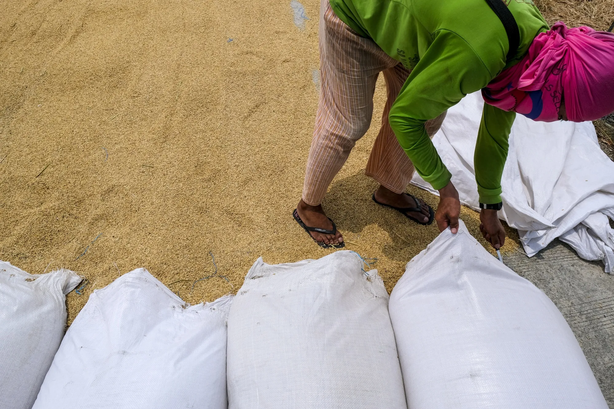 Philippines Sees Rice Enough for This Year on Harvest and Imports 