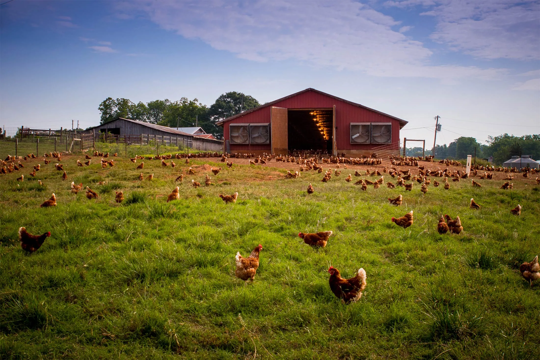 Vital Farms’ pasture-raised hens.
