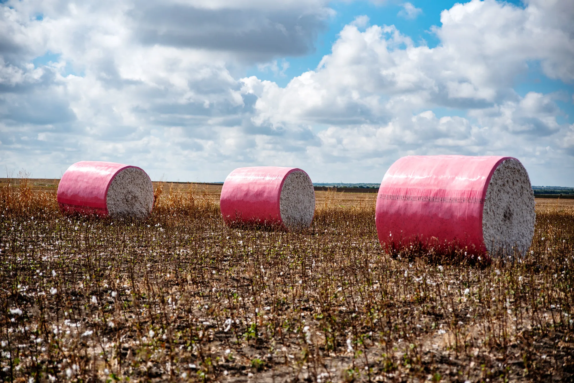 Cotton bales sit in a field outside Rogers, Texas, on&nbsp;Aug. 30, 2018.&nbsp;