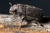 Millions of Beetles Are Wiping Out Forests All Across the World
