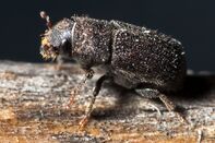 relates to Millions of Beetles Are Wiping Out Forests All Across the World