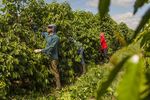 Workers tend to coffee plants at a plantation in Machado, Minas Gerais State, Brazil, on Wednesday, Feb. 28, 2018. Brazil is the world's biggest grower and exporter of the highly-prized arabica beans. Growers in Minas Gerais are optimistic for the 2018 season, as most trees enter what's typically the higher-yielding half of a biennial crop cycle.