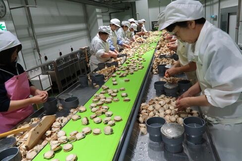 北海道・猿払村の干し貝柱加工場