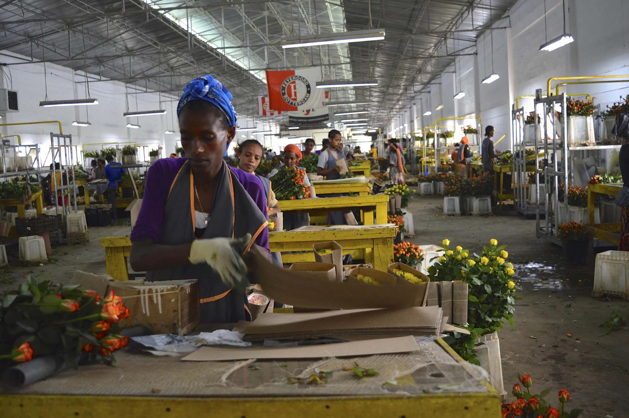 A flower factory in Ziway, Ethiopia