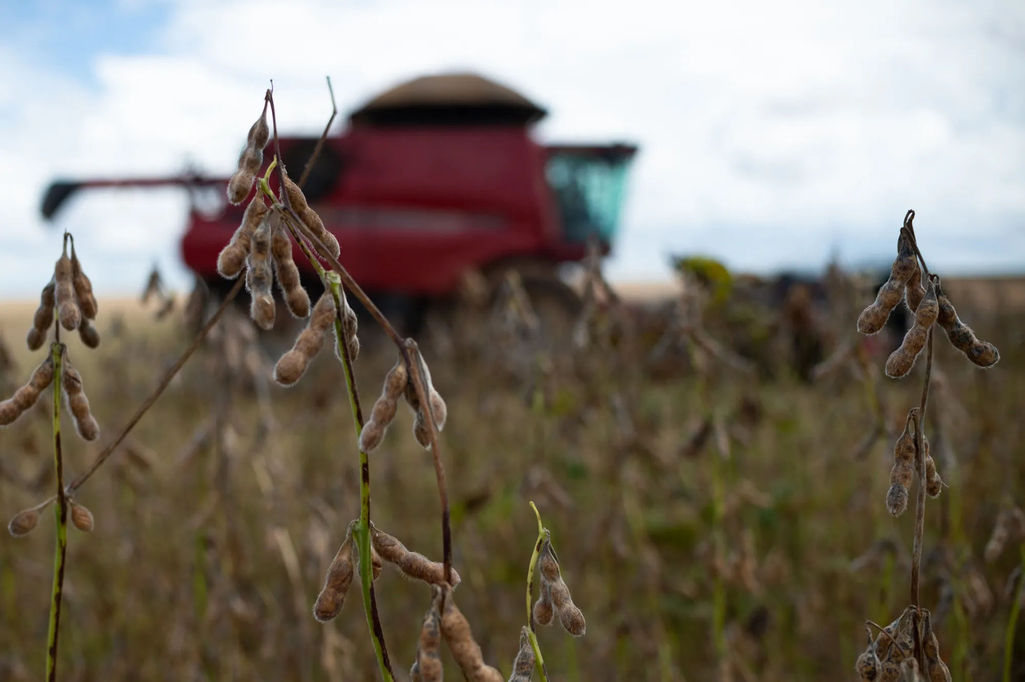 Soybeans during a harvest on a farm near Brasilia, Brazil, where farmers are having trouble getting fertilizer for the next soybean crop.