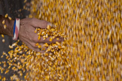 Corn Tumbles as U.S. Sees Rebound From Drought With Record Crops