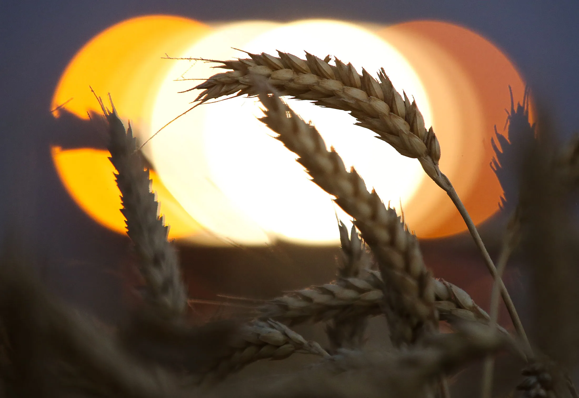 Russian Harvest As Wheat Climbs To Highest Since 2015 On Global Rally