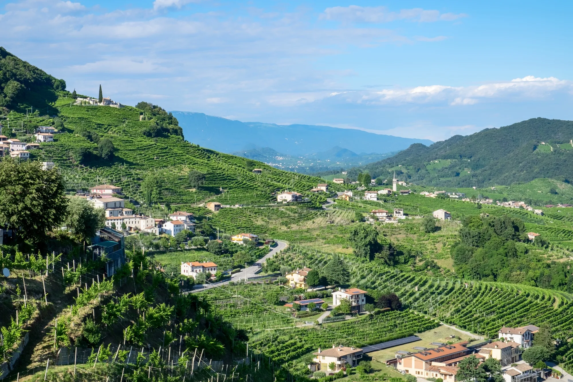 Prosecco vineyards on the hills in the Veneto region, not far from the estate of the Zago family, the owners of Pro-Gest.&nbsp;