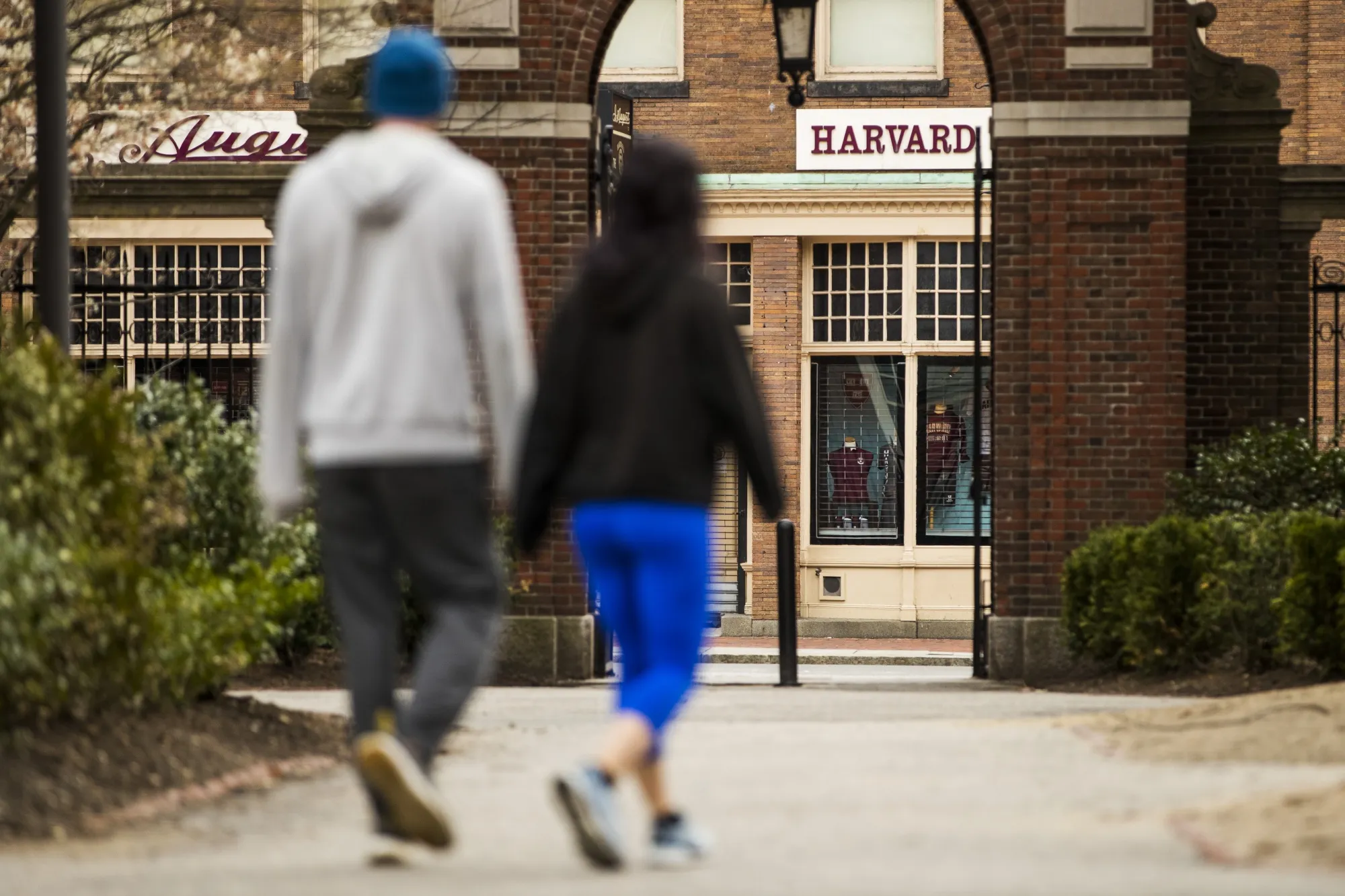 Harvard University campus in Cambridge, Massachusetts.