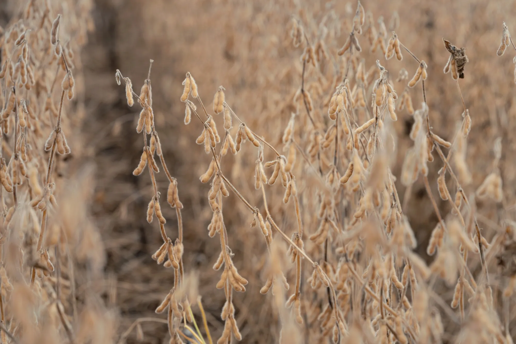 Soybean fields during a harvest at a farm outside St. Peter, Minnesota.