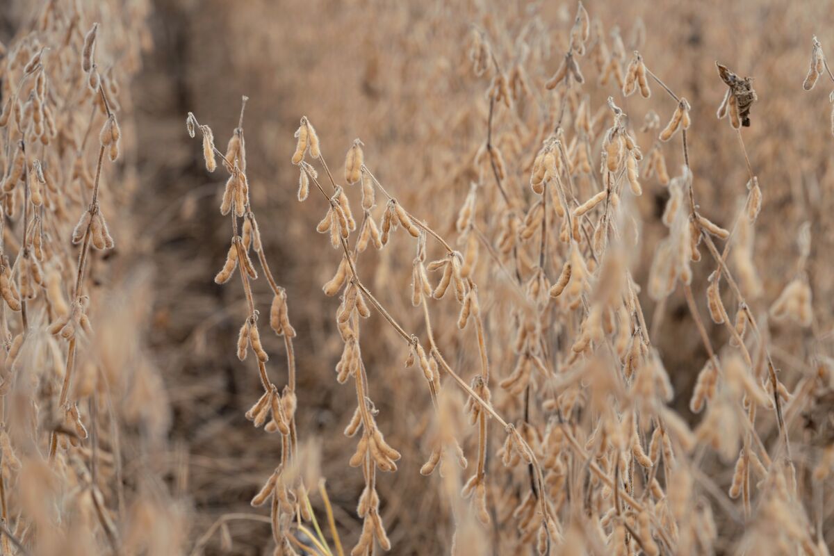 Trump Predicts China Would Resume Buying US Soybeans