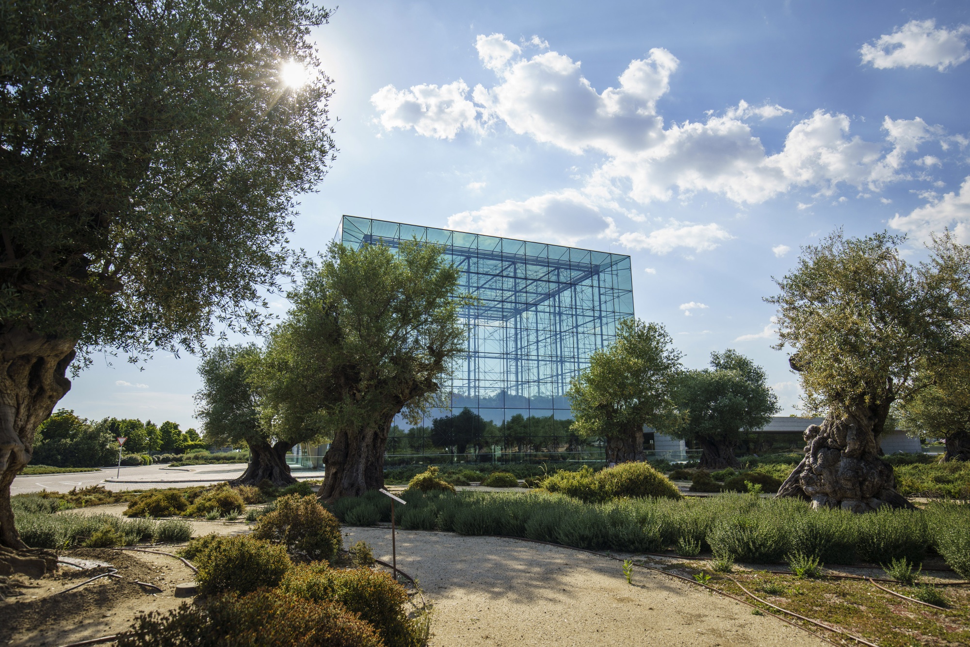 The Faro buildings is seen amongst olive trees, some over a thousand years old, inside the Santander Ciudad Financiera in Boadilla del Monte outside Madrid, May 29.