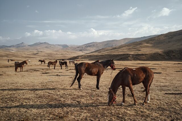 Algunos residentes han comprado caballos de carreras caros.