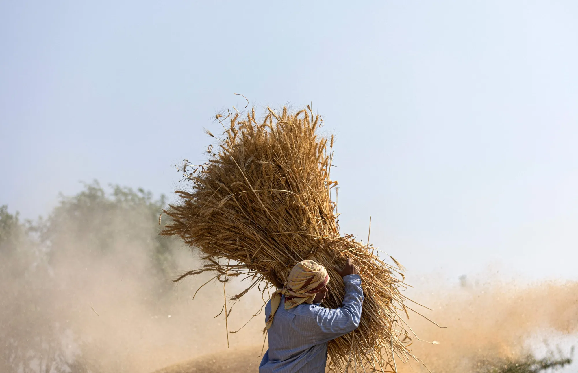 A farmer takes part in wheat harvest in Bamha, Egypt.&nbsp;
