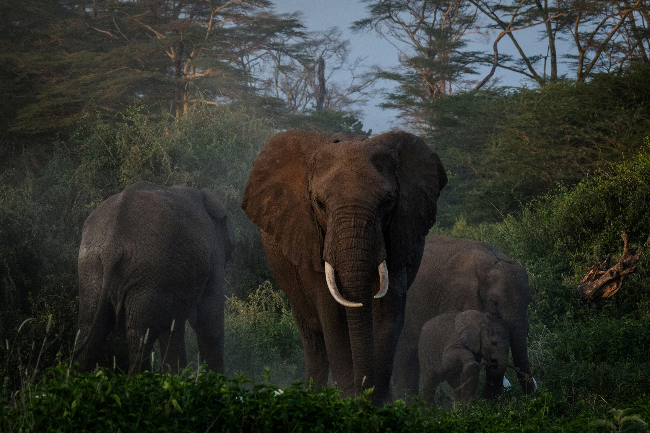 Elephant, Giraffe Populations Rebound as Kenya Fights Poachers - Bloomberg