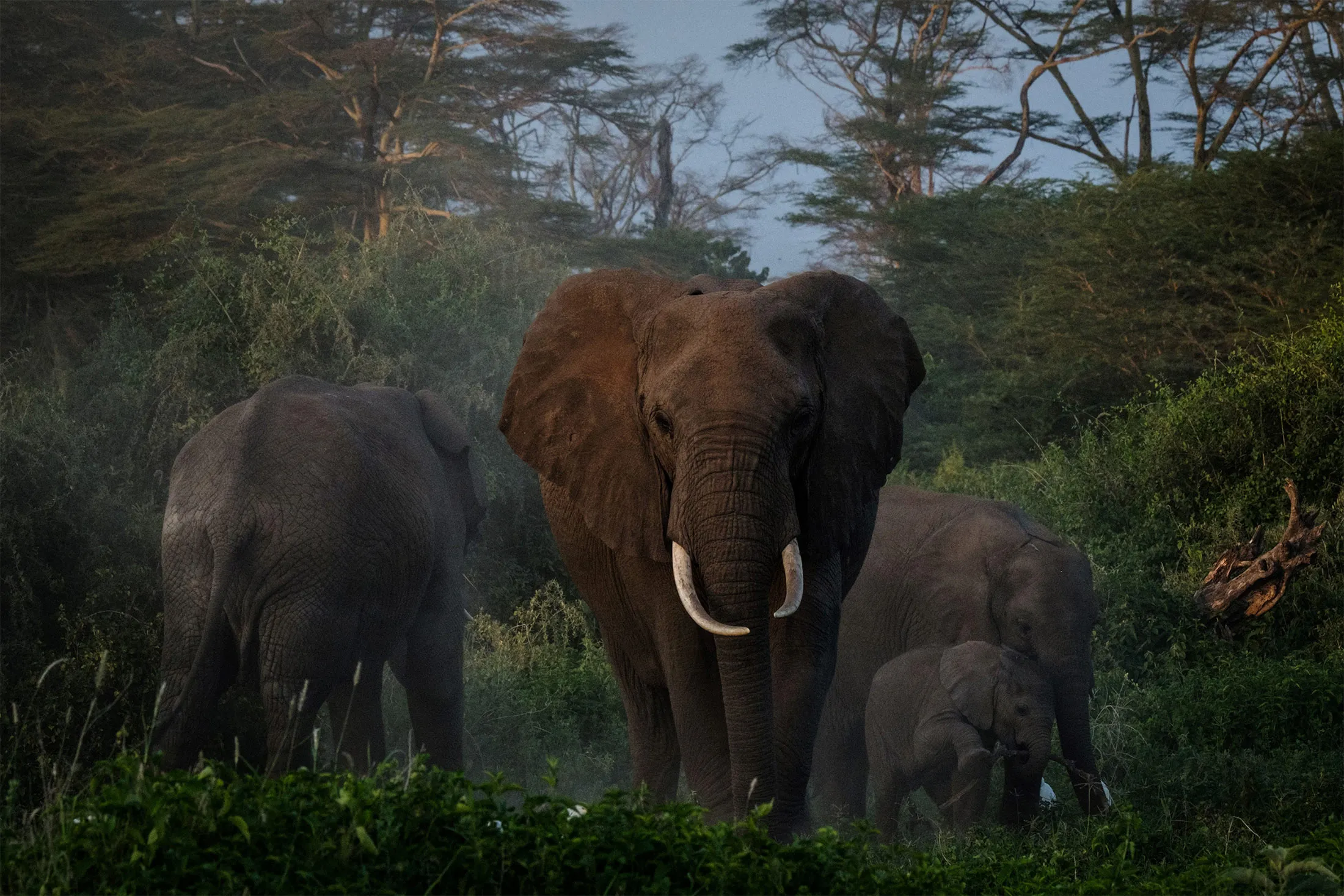Elephants at Kimana Sanctuary in Kimana, Kenya, on March 2.&nbsp;