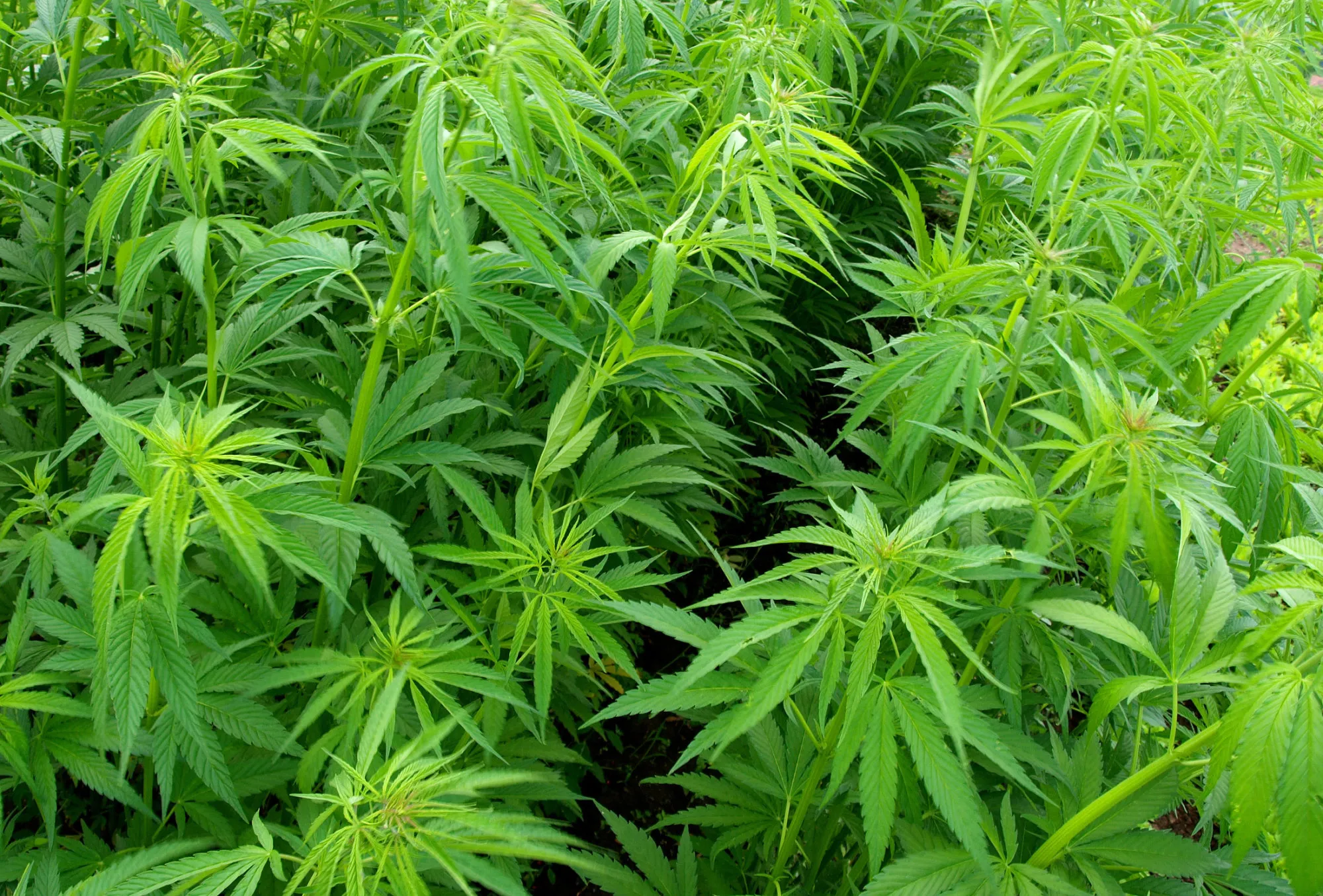 1471859632_HEMP