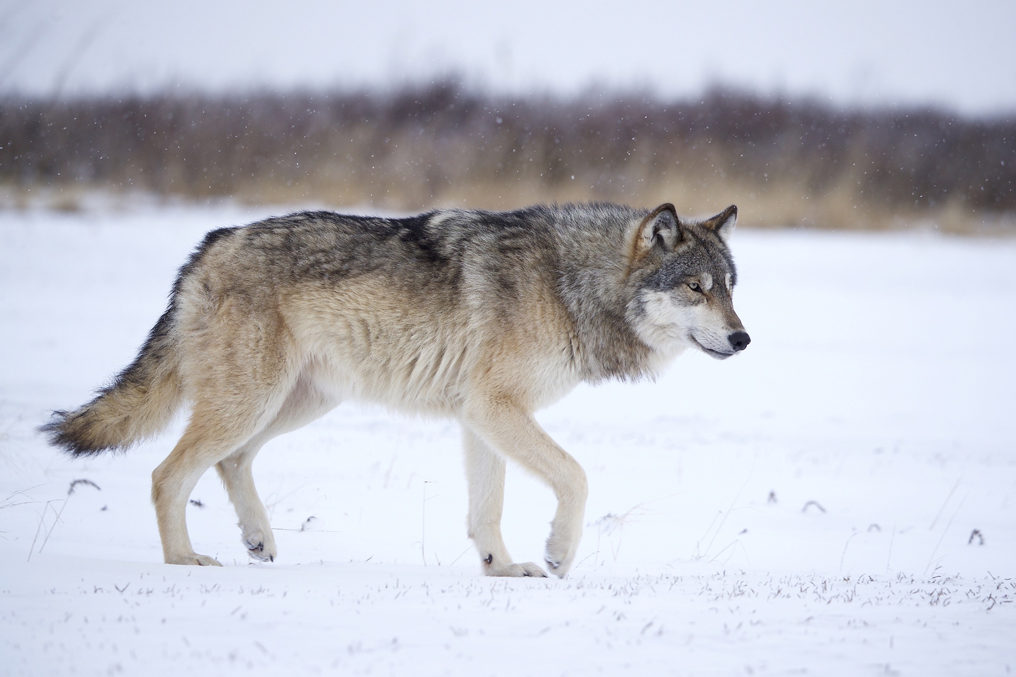 US House Passes Bill to Drop Legal Protections for Gray Wolves - Bloomberg