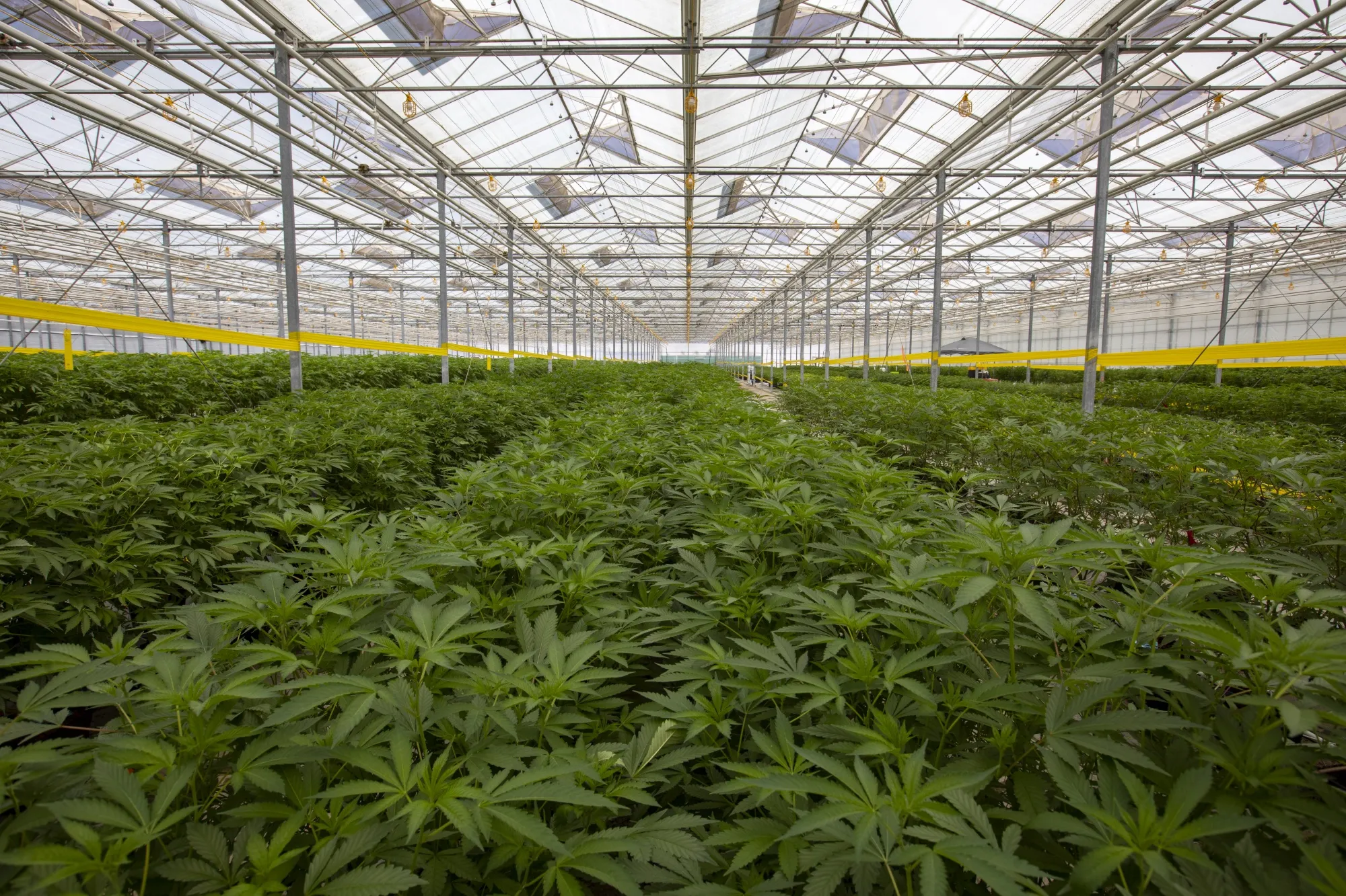 Cannabis plants in a California greenhouse.