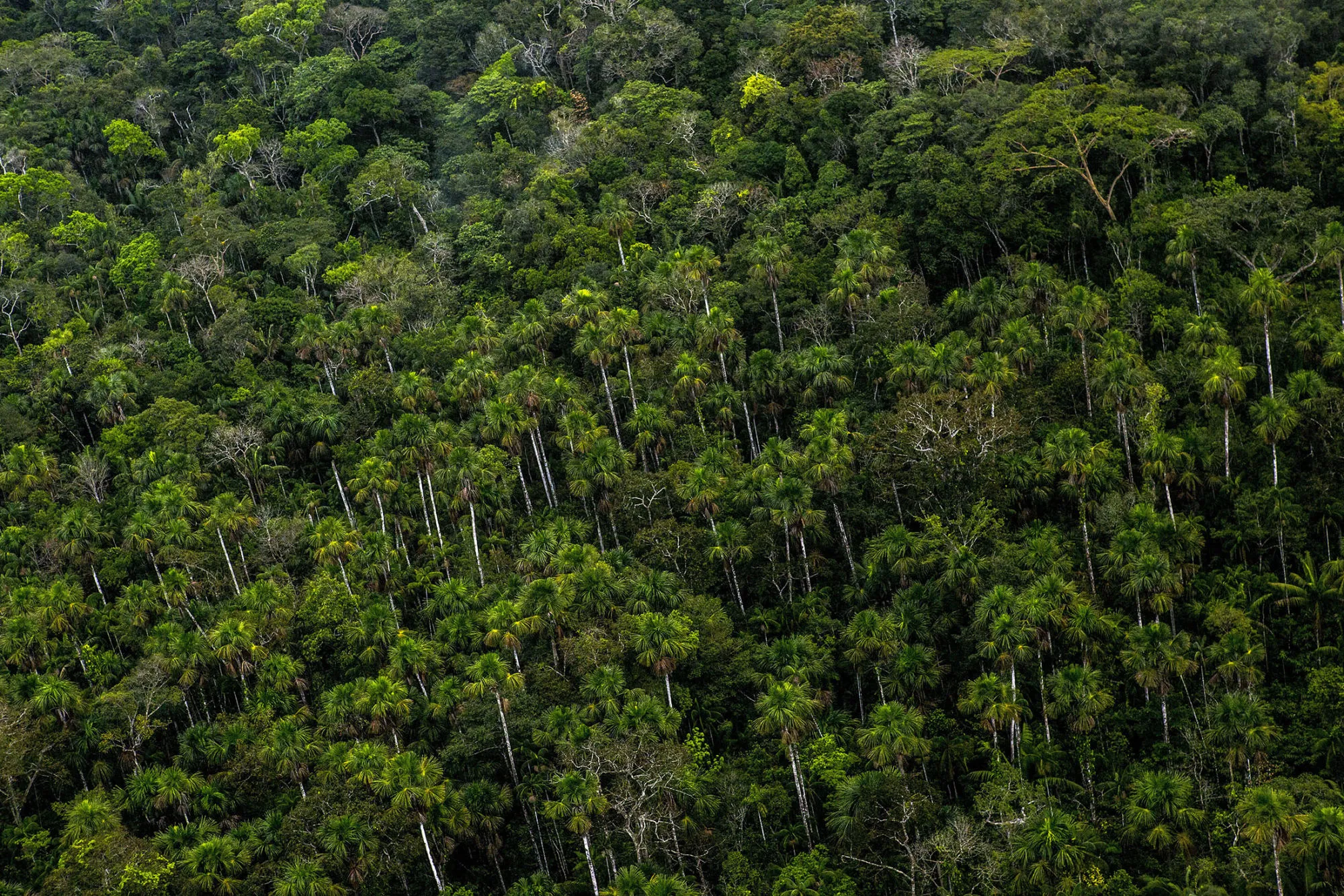 1499305794_peru rainforest