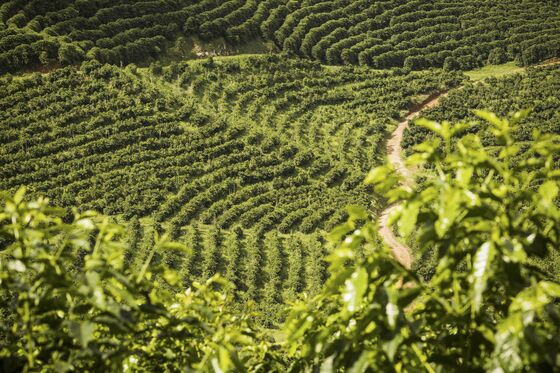 Asia Coffee Comeback Props Up Biggest Specialty Grower in Brazil