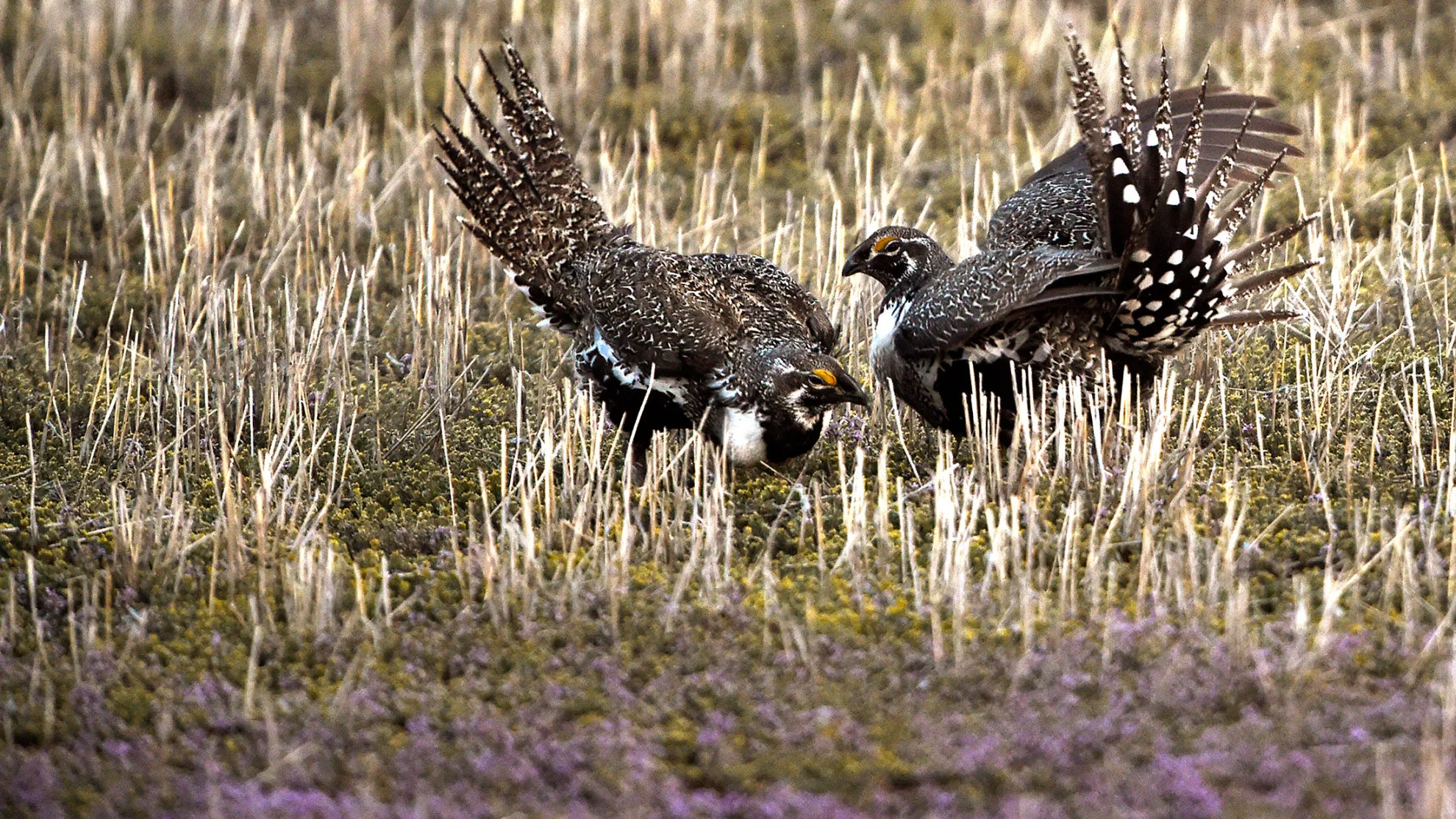Greater Sage Grouse in Craig, Colorado.
