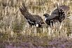 OPEC to the Rescue for Mating Dance of Prairie Chicken