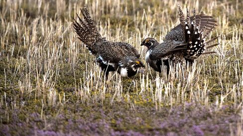 Greater Sage Grouse in Craig, Colorado.