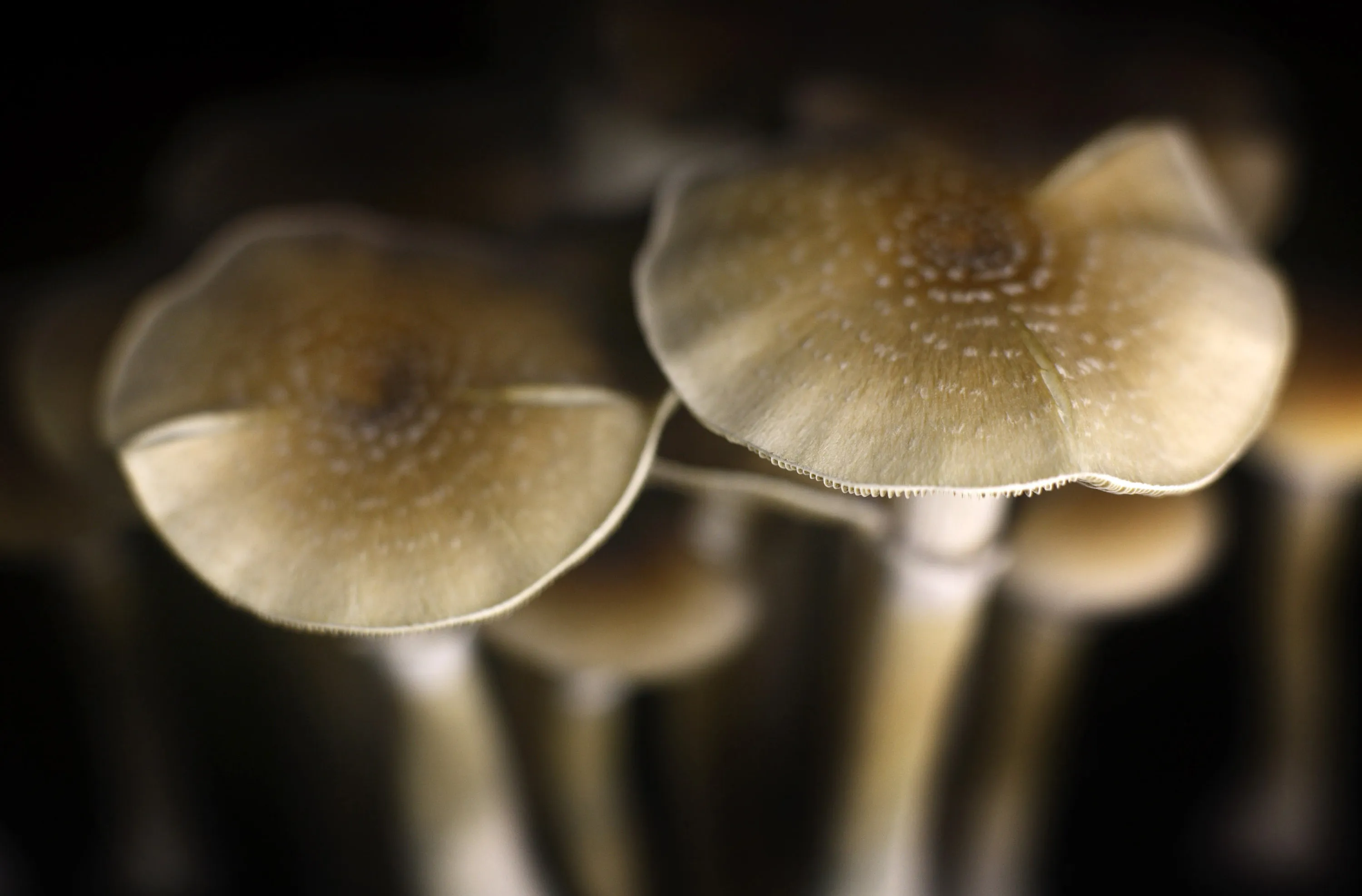 Mushrooms sit ready to be harvested.