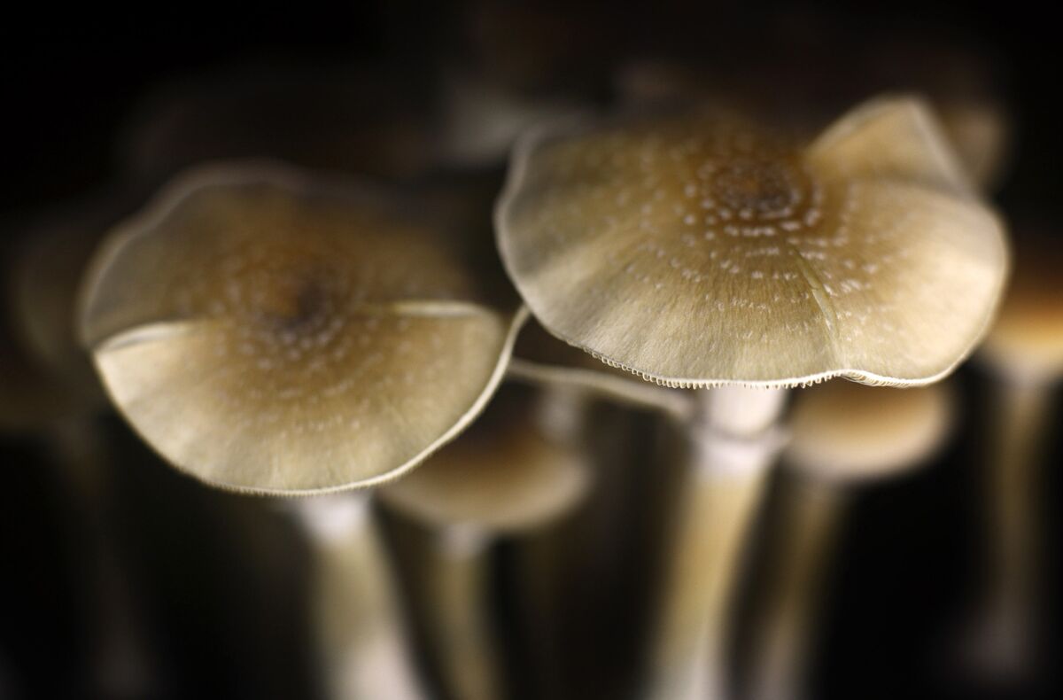 Magic Mushrooms  Turning Point of Tampa