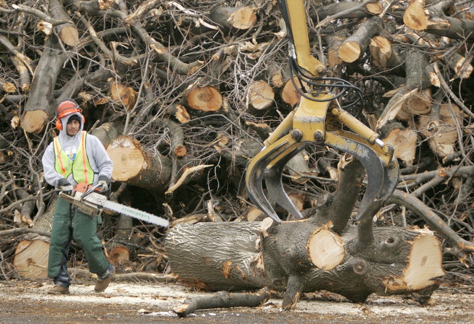 Workers have destroyed thousands of trees in central Massachusetts in the battle to eradicate the destructive Asian longhorned beetle from the region.
