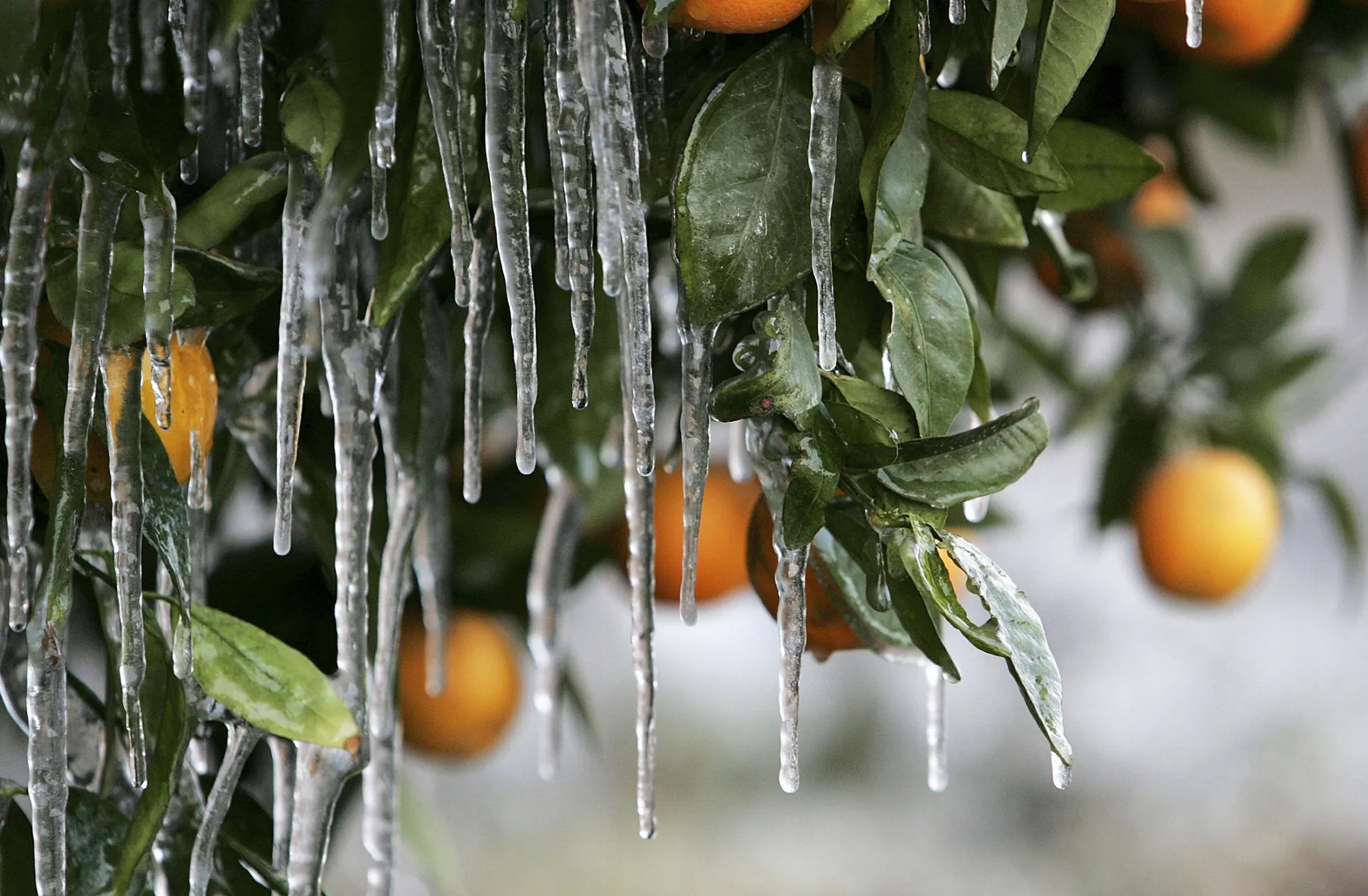 Ice Orange