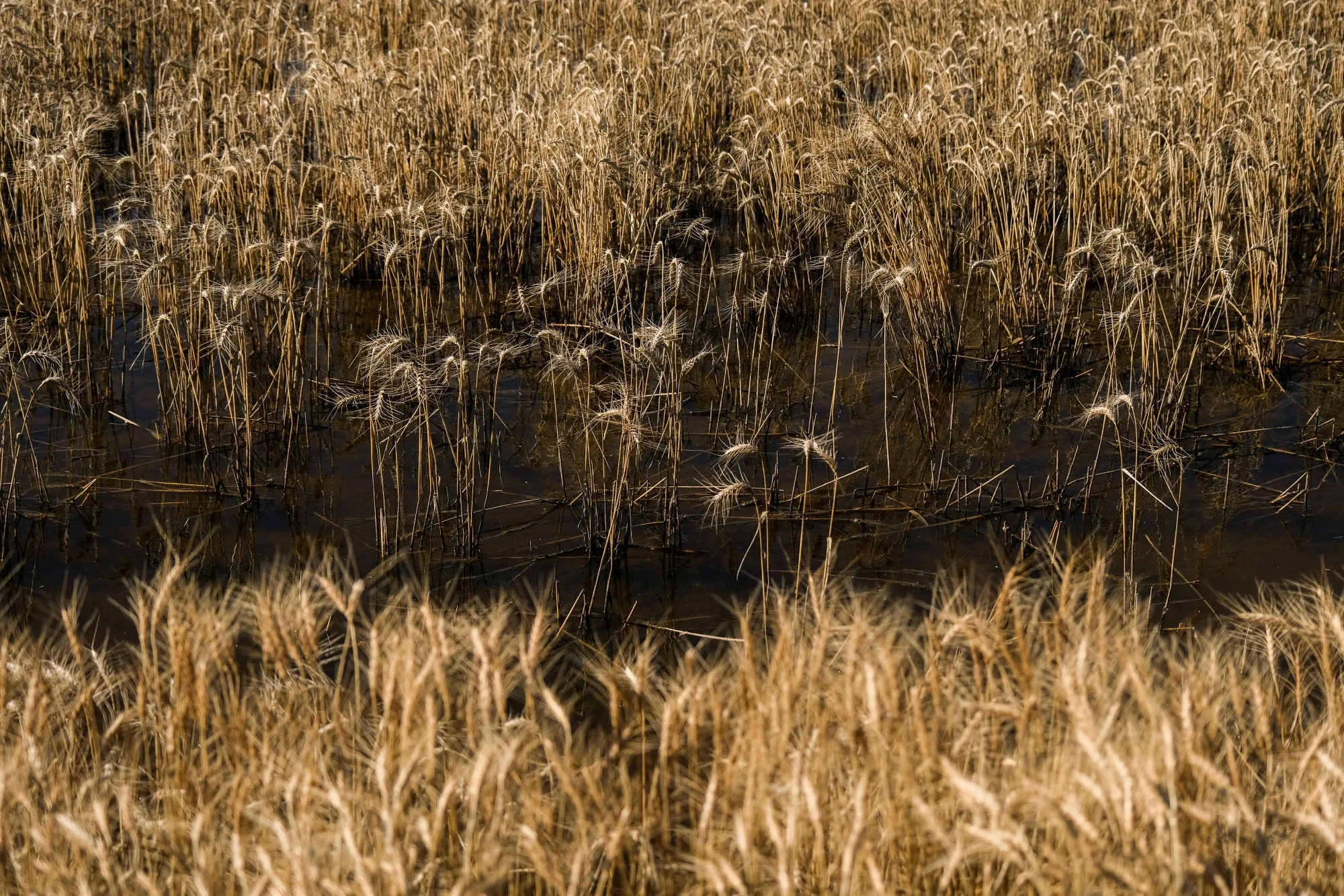 As much as 50% of the winter wheat crop is in danger because the plants need soil moisture to strengthen and to be insulated from freezes.