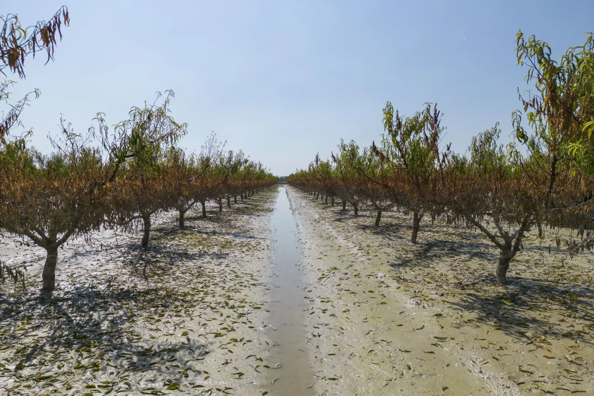 Pear trees following flooding at a farm in Italy.