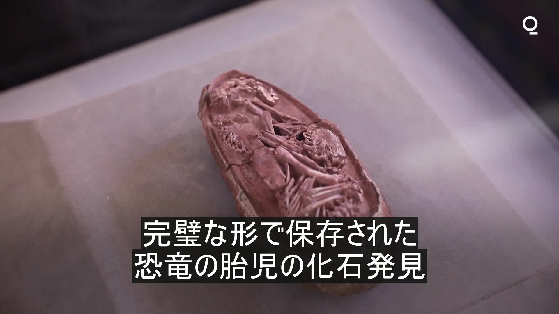 恐竜の胎児の化石、完璧な保存状態で発見 – Bloomberg