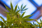 Cannabis is increasingly being farmed for medicinal use.