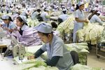 Workers sew together men’s shirts at a garment factory in Phnom Penh.